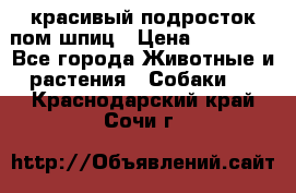 красивый подросток пом шпиц › Цена ­ 30 000 - Все города Животные и растения » Собаки   . Краснодарский край,Сочи г.